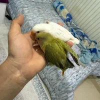 جوجه طوطی|پرنده|کرمانشاه, |دیوار