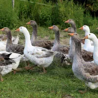 فروش مرغ وخروس،اردک، غاز پاک شده