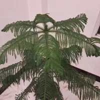 گل کاج مطبق