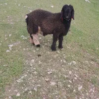 بره تخمی