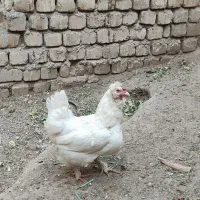 مرغ و خروس بومی