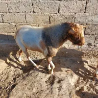 بزفروشی|حیوانات مزرعه|زهک, |دیوار