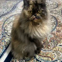 فروش فوری گربه