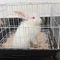 خرگوش لوپ .|موش و خرگوش|مینودشت, |دیوار