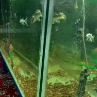 آکواریوم بزرگ|ماهی|ابهر, |دیوار