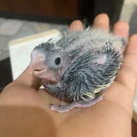 تعدادی جوجه عروس و بالغ و مولد(گیرینچیک ملنگو|پرنده|رشت, یخسازی|دیوار