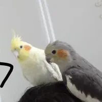 عروس هلندی لوتینو گم شده