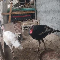 بوقلمون|حیوانات مزرعه|اهواز, اسماعیلیه|دیوار