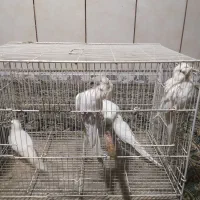 پنج جفت آلبینو بالغ|پرنده|بمپور, |دیوار