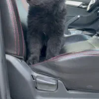 ژرمن شپرد بلک