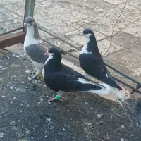 کبوتر هفت رنگ ، سیاهپوش،دم سفید ،زرد بتو نروماده،|پرنده|قزوین, |دیوار