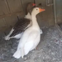 دو عدد غاز ۲۵۰۰۰۰۰۰