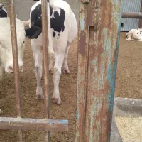 گوسال چاق|حیوانات مزرعه|شال, |دیوار