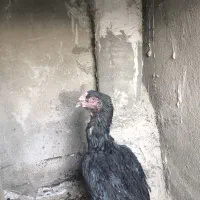 مرغ لاری اصلی افغان آلمان|حیوانات مزرعه|تهران, شهرک ابوذر|دیوار