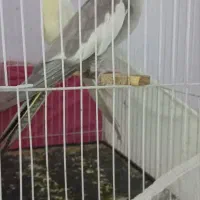 جفت عروس هلندی