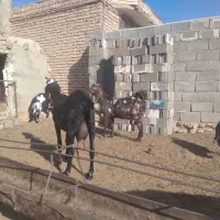 بز آبستن پلنگی