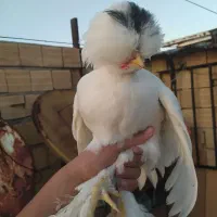 سلطان|حیوانات مزرعه|تبریز, |دیوار