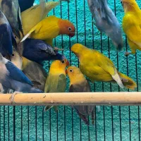 طوطی برزیلی مولد در رنگ های خاص|پرنده|قائمشهر, |دیوار