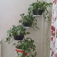 استند فلزی گلدان نو|گل و گیاه طبیعی|تهران, مشیریه|دیوار