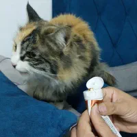 گربه پیدا کردم|گربه|مشهد, ادیب نیشابوری (شهرک غرب)|دیوار