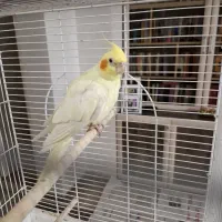 عروس‌هلندی با قفس