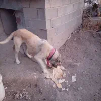 به‌علت‌مشغله‌ونبودجا