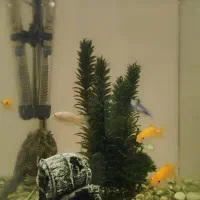 آکواریوم ماهیران به همراه ماهی|ماهی|خلخال, |دیوار