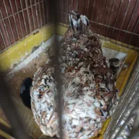 مرغ با جوجه گلین