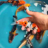 پک ۱۰ عددی ماهی کوی باله کوتاه