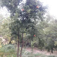 اجاره خونه باغ دنج مهریز|اجارهٔ کوتاه‌مدت ویلا و باغ|مهریز, |دیوار