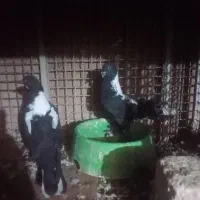 سیاه شهری نسل قدیم