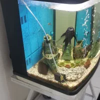 آکواریوم|ماهی|شهریار, کهنز|دیوار