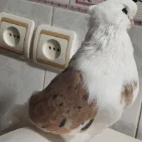 کبوتر نوک قنار