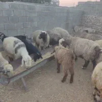 فروش 110 عدد میش ترکی درجه یک