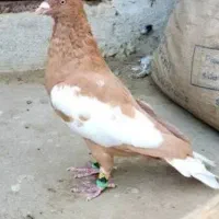 کفتر کله سرخ
