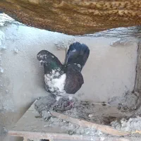 کبوتر|پرنده|سرپل ذهاب, |دیوار