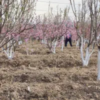 باغ با درختان 10ساله 1200متر دور دیوار|فروش زمین و ملک کلنگی|رباطکریم, منجیل آباد|دیوار