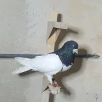 800|پرنده|مرودشت, ثبت احوال|دیوار