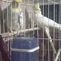 عروس هلندی معاوضه با کفتر