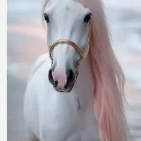 نگهداری اسب