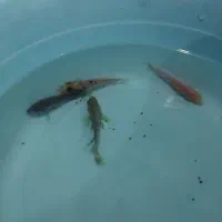 ماهی گوشتخوار