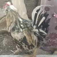 مرغ وخروس گلین اصل چهل تاج|حیوانات مزرعه|خورموج, |دیوار