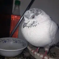 کبوتر