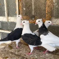 کبوتر پرنده دوکتی و طوقی پلاکی