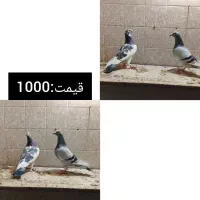 جفتی|پرنده|مرودشت, کوشک|دیوار