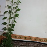 گل پتوس|گل و گیاه طبیعی|بروجرد, |دیوار