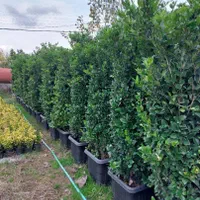 خدمات تخصصی باغبانی در محل شما|خدمات باغبانی و درختکاری|تهران, فلسطین (میدان انقلاب)|دیوار