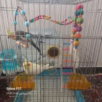 فروش یه جفت مرغ عشق