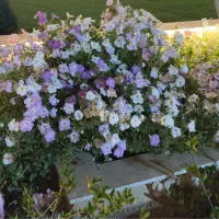 نیاز به نگهبان در تنگک سوم