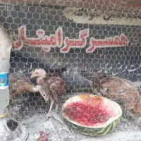 جوجه لاری سه ماهه